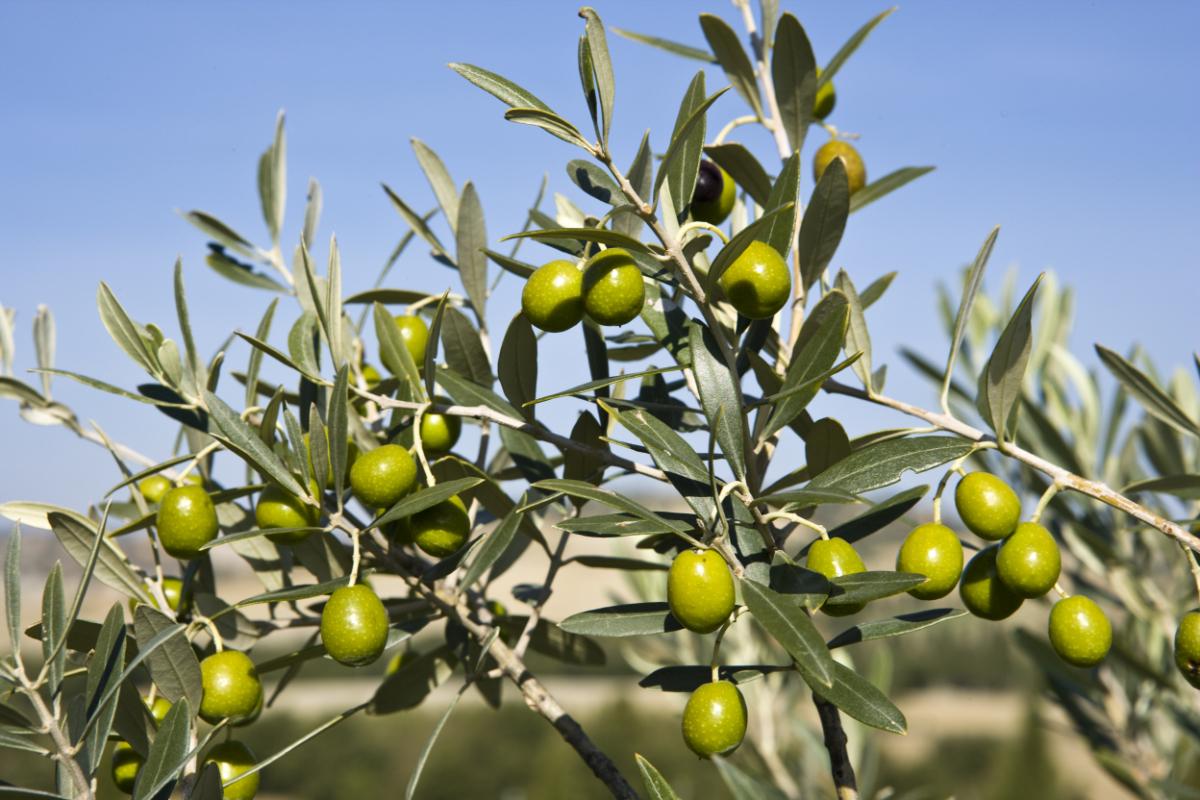 Aceituna hojiblanca: Características